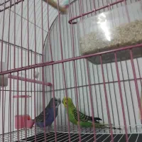 یک جفت مرغ عشق