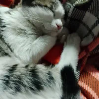 گربه ۴ ماهه