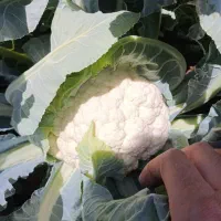 کلم بروکلی،گل کلم،کاهو پیچ(آیس برگ)صادراتی و داخلی|خوردنی و آشامیدنی|کرج, شهرک صنعتی بهارستان|دیوار