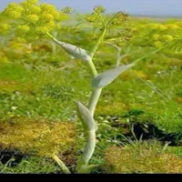عسل وحشی چهارمحال|عمده‌فروشی|تهران, فلسطین (میدان انقلاب)|دیوار