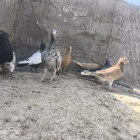 کفتر|پرنده|زید آباد, |دیوار