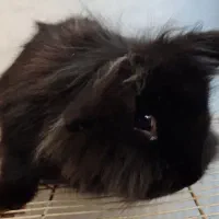 خرگوش لوپ سیاه و سفید|موش و خرگوش|قائن, |دیوار