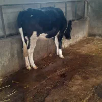 گوساله هلشتاین