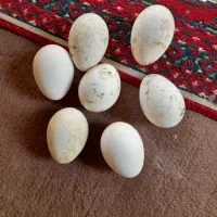 تخم بوقلمون سالم وبه شرط نطفه