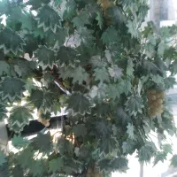 درختچه انگور خارجی