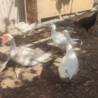 لاری.اوردک شوروی .خروس ابریشمی .قو غاز|حیوانات مزرعه|ارومیه, |دیوار