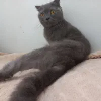 واگذاری گربهی ماده اسکاتیش بولو|گربه|پردیس, فاز ۳|دیوار