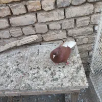 دم سفید ماده جوجه کله زرد|پرنده|مشهد, نیروی هوایی|دیوار