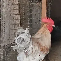 خروس رسمی بزرگ یکساله