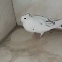 کبوتر و کفتر|پرنده|کهریزک, |دیوار