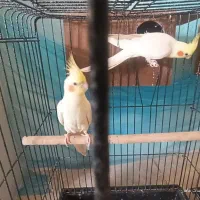 پرنده مولد سالم ب شرط سلامتی همراه با قفس