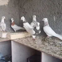 ۶تا طوقی درجه یک