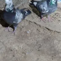 کفتر یاکبوتر|پرنده|مهاجران, |دیوار