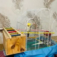 یک جفت عروس هلندی بهمراه قفس و لانه فروشی|پرنده|لنگرود, |دیوار