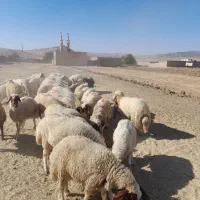 بره فروشی