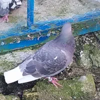 غریب|پرنده|خمام, |دیوار