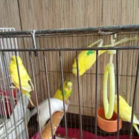 مرغ عشق های زیبا و بازیگوش