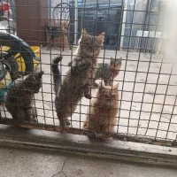 ۳بچه گربه جهت واگذاری ومعاوضه|گربه|همدان, |دیوار