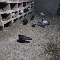 جوجه‌کبوبتر
