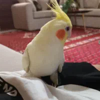 عروس هلندی