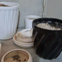 گلدان
