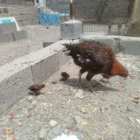 مرغ با جوجه