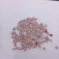 لوبیاچیتی درجه یک بدون سرما زدگی