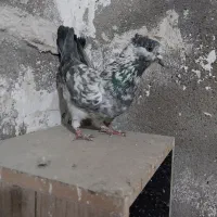 کبوتر های طوقی شازدا چیل آغ