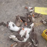 فروش غاز بزرگ