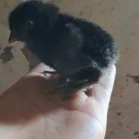 مرغ وجوجه