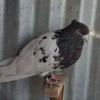 کبوتر