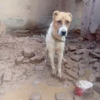 سگ نر|سگ|فیروزه, |دیوار