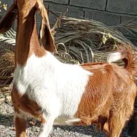 بز دوقلوزا با دو کره نر ماده و یک بز آبستن|حیوانات مزرعه|جیرفت, |دیوار