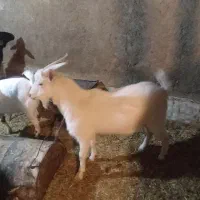 کره نر و بز ماده