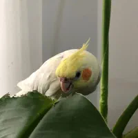 یک جفت عروس هلندی