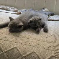 واگذاری گربه اسکاتیش|گربه|گلستان (تهران), |دیوار