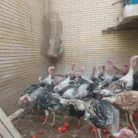 بارجدید بوقلمون محلی|حیوانات مزرعه|بندرعباس, |دیوار