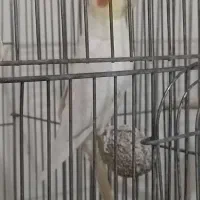 تعدادی عروس هلندی خانگی