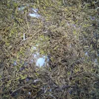 فروش دانه های روغنی برای کوکو،سویا،نخود پشمی|خوردنی و آشامیدنی|ماسال, |دیوار