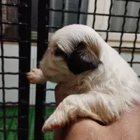 توله شیتزو اصیل مولدین وارداتی