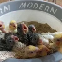 عروس هلندی مولد|پرنده|چمستان, |دیوار