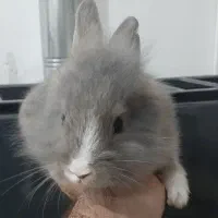 خرگوش لپ لپی ناز|موش و خرگوش|قم, علی آباد سعدگان|دیوار