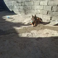 شهرکرد|سگ|لاران, |دیوار