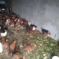 مرغ کردی تخم گذار|حیوانات مزرعه|کرمانشاه, |دیوار