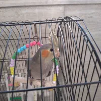 جوجه عروس هلندی به فروش میرسد