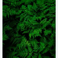 250متر-زمین-باغ-درختان-میوه-4دیواری-لوکیشن-دار