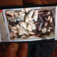 ماهی تازه سد