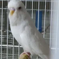 مرغ عشق نر انگلیسی چشم فالو