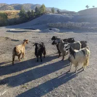 بز و بزغاله یا گوسفند داشتی درجه یک جوان|حیوانات مزرعه|ایلام, |دیوار