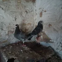 آلمانی پلاکی